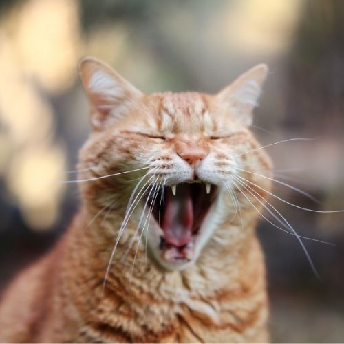A Cat Yawning