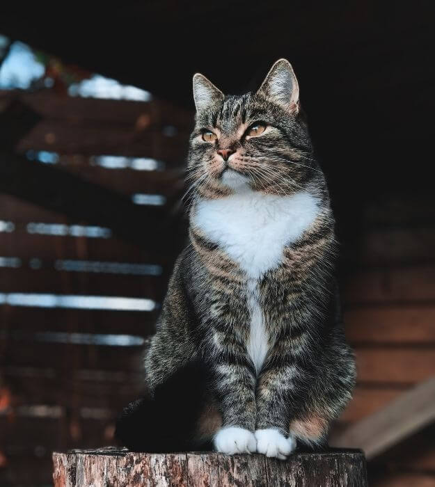A Cat Sitting on Wood