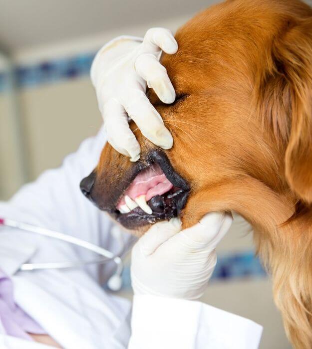 Dental Care For Pets