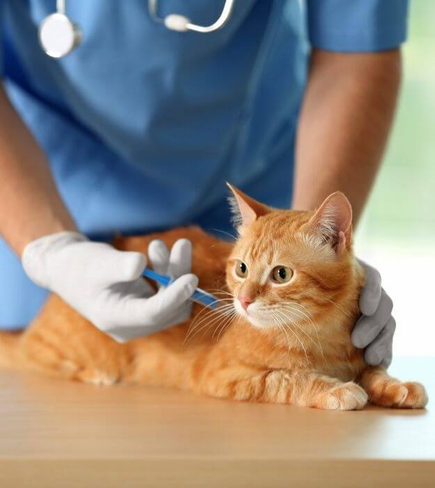 A Veterinarian Injecting a Cat