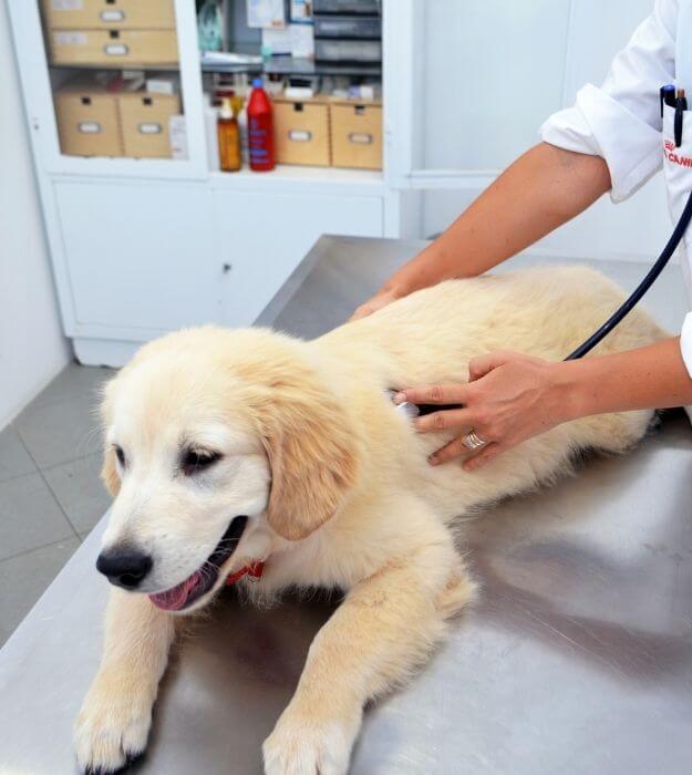 A Veterinarian Checking up a Dog