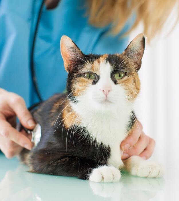 A Veterinarian Examining a Cat