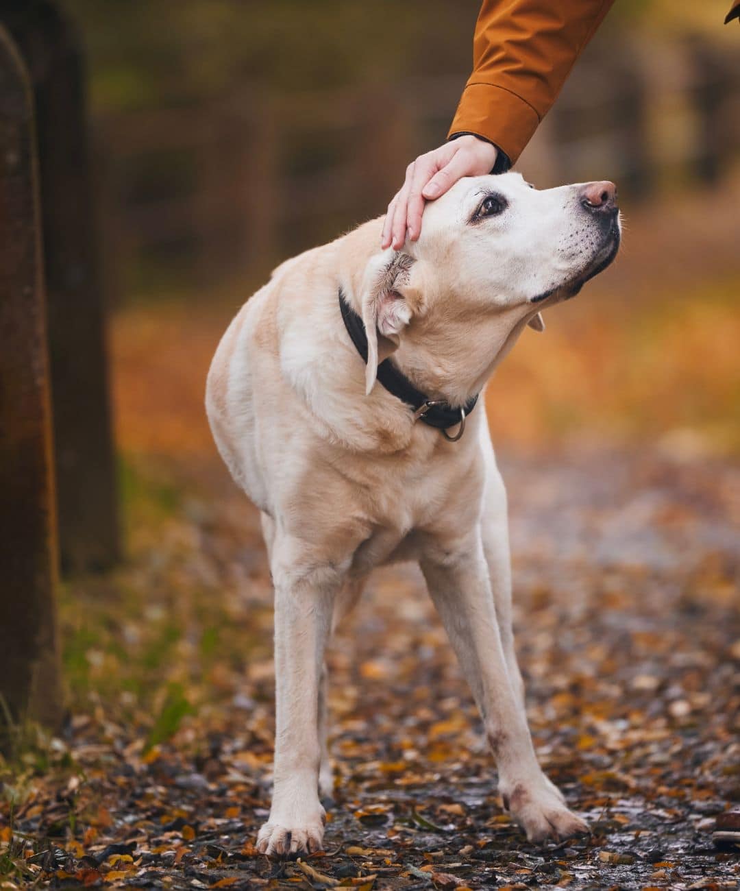 A Labrador Retriever stands on a leaf-strewn