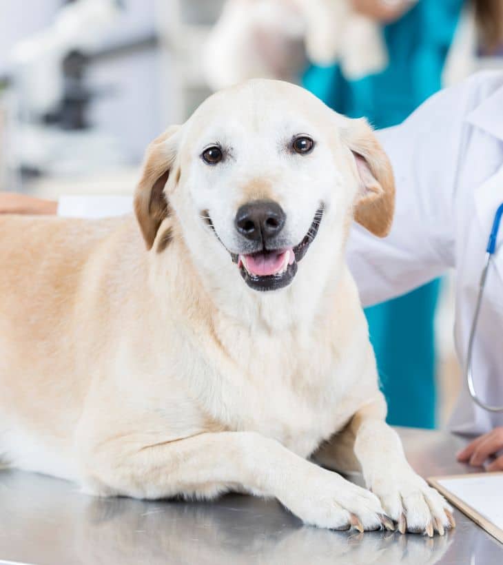 A-happy-white-dog-with-a-vet