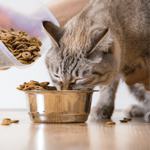 cat eagerly eating kibble from a shiny metal bowl
